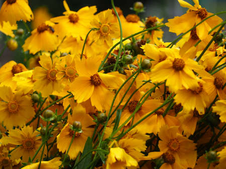 A group of bright yellow flowers in a sunny summer garden, a beautiful outdoor floral background, photographed with soft focusの写真素材