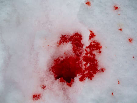 Blood on the snow. Red blood on white snow as a background. Isolated blood in the snow close-up. splashed blood on the snow. crime scene.の写真素材