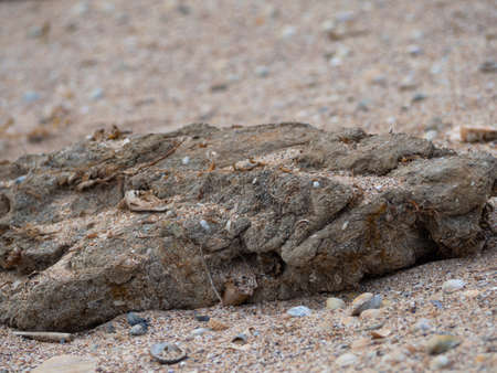 The black stone. A dried clod of earth with the remains of plants lies on the sand with shells on a sunny day.の写真素材