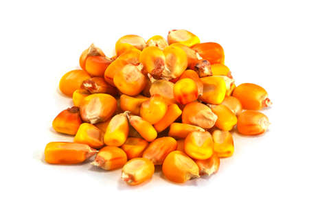 Corn (maize) grains on a white background. A stack of yellow corn kernels. A bunch of corn seeds...
