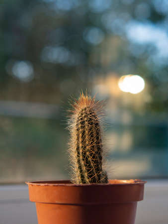 A beautiful prickly cactus in a pot on a blurry green background with a bokeh effect.の写真素材