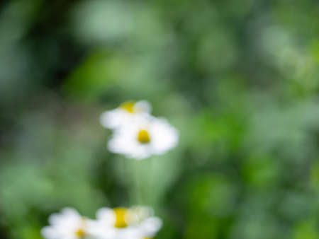 Natural summer background with green, white, yellow spots and space for text.の写真素材