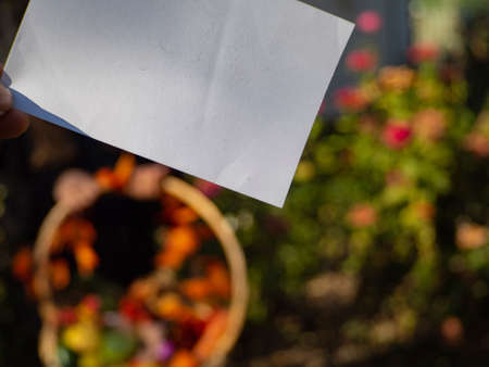 A sheet of white blank paper on a background of multi colored nature. Use it to place text on an empty space. In The Hands Of A Clean White Cardboard On The Background Of A Blurry Colorful Garden.の写真素材