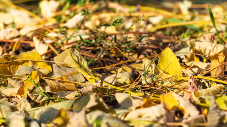 Autumn leaves adorn a beautiful natural background of bokeh with the ground, a wide panorama format....