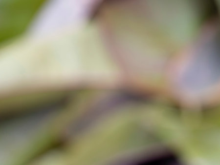 Greenish abstract background. A Green Soft Blur Abstract Background.の写真素材