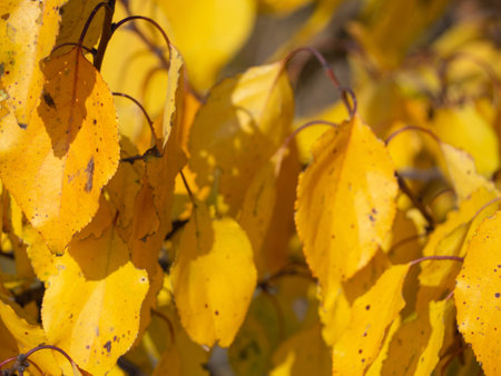 Yellow autumn leaves on a tree branch. Autumn leaves, very low depth of field. Beautiful leaves on...