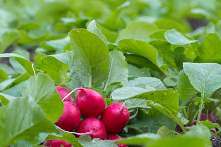 A bunch of natural freshly picked red radishes on a green vegetable patch outdoors in an organic garden.の写真素材