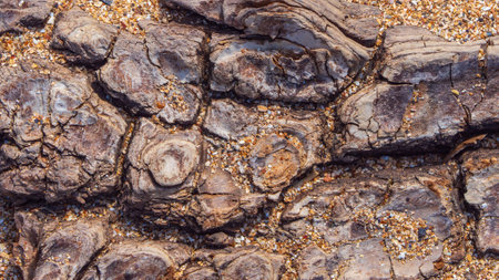 The natural background is a close-up of a textured piece of tree bark sprinkled with fragments of seashells. Abstract textured wood backgroundの写真素材