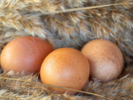 Brown eggs in a nest of hay. eggs in dry grass on an eco-farm. Close-up of red organic chicken eggs focus on the foreground shallow depth of field.の写真素材