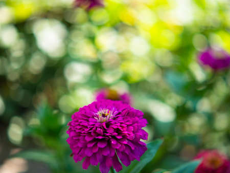 A colorful purple-lilac zinnia flower, taken from the side in the garden. Close-up of a flowering...