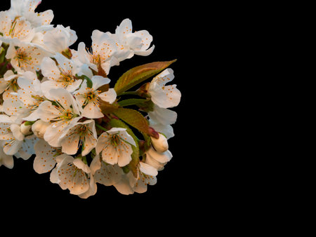 Close-up of a cherry blossom branch isolated on black. Trees bloom in spring. Delicate Cherry blossom petals for design. Spring Cherry Flowers border. Orchard.の写真素材