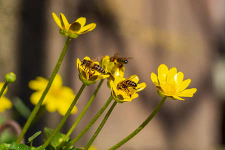 Bees on the yellow spring flowers of the bathing suit(Ranunculaceae). Three bees sit on yellow flowers and collect honey. Summer and spring backgrounds or a postcard. The awakening of nature in springの写真素材