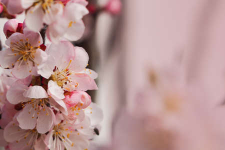 Apricot tree flowers in subtle light, dreamily processed. Easter sunny day. Abstract macro...