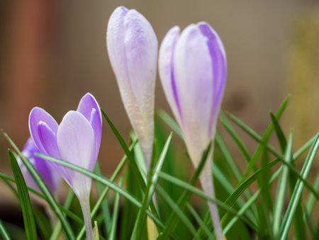 Primroses of blooming crocus. One of the very first spring flowers. Warm rays of spring, flowers crocuses. Beautiful blooming spring crocus in the garden in spring. beautiful spring background.の写真素材
