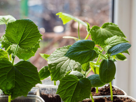 Cucumber seedlings in cups on the windowsill in the sun. selective focus. Seedlings of cucumbers in pots by the window, green leaves close-up. Growing food at home for a healthy lifestyle.の写真素材