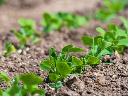 Shoots of green peas. Shoots of green peas in the field. Rows of sweet pea seedlings. Close-up of pea seedlings in a home garden with a place to copy.の写真素材
