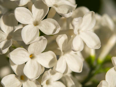 White lilac flowers close-up. White abstract floral background. organic natural texture. Macro Lilac flowers, floral background.の写真素材