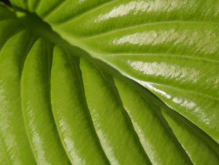 Macro photo of a bright green leaf of a plant-a natural textural background. Beauty concept of...