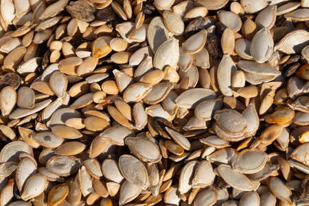 Dry seeds of pumpkin and melon crops. Close-up of a mixture of pumpkin seeds, melon, watermelon....