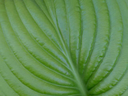 Natural fresh textured background of a green leaf. Organic eco-background. The concept of purity and...
