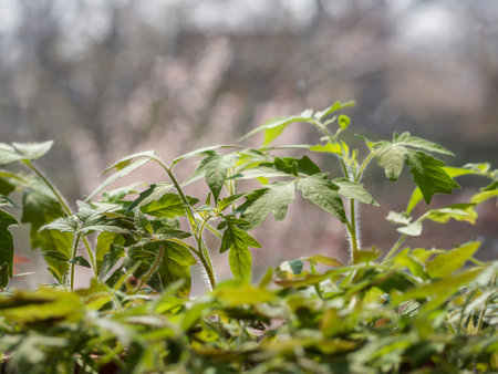 Green tomato seedlings on the windowsill in the sunlight. Growing seedlings of vegetable crops at home.の写真素材