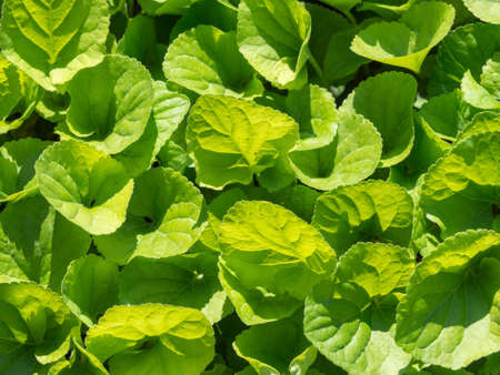 The texture of organic green leaves. Green leaves of plants in a garden illuminated by the sun.