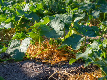 Side view of a young cucumber plant growing on a mulched litter of straw. Pumpkin grows in the garden under a mulch of dry grass. plants in organic farmingの写真素材