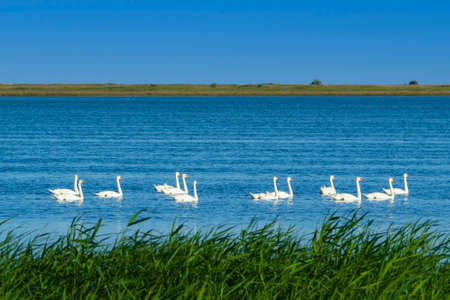 Wild White Swans Swim in the Sea Lagoon. Birds in their natural habitat. The theme is wild wildlife and environmental protection. Graceful swans in the blue water of the Bay of the sea.の写真素材