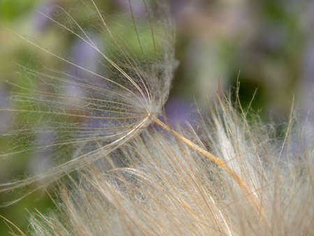Extreme close-up of dandelion seeds, macro. Macro of dandelion seeds for use as a background, photo cards, interior decoration. natural backgroundの写真素材