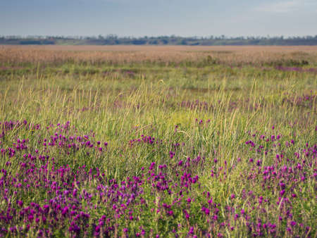 Blooming Steppe and meadows in the Primorsky floodplain. beautiful spring landscape. Bright purple wildflowers.の写真素材