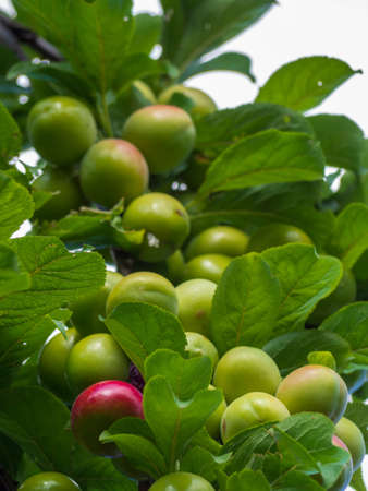 Green unripe plums on a tree branch close-up. Lots of green plumes in lush foliage-natural backgroundの写真素材