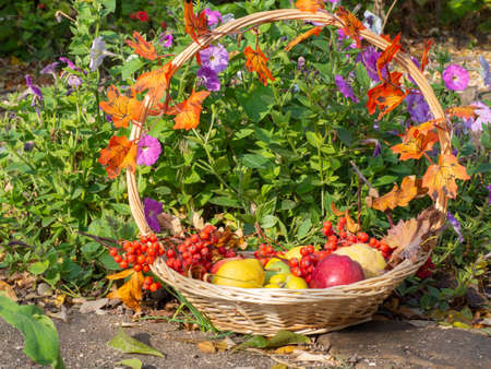 Autumn concept: ripe apples, pears, quinces, in a basket near flowers in the garden. A wicker basket full of freshly picked organic fruits and berries stands next to a flowerbed of bright flowersの写真素材