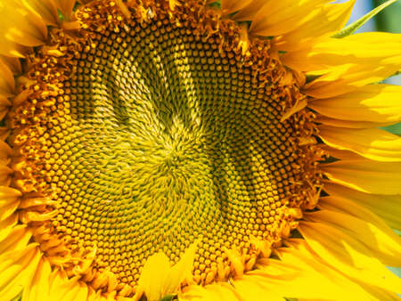 The background of sunflower petals and stamens is a natural texture. The central part of the sunflower inflorescence is a close-up. Sunflowerの写真素材