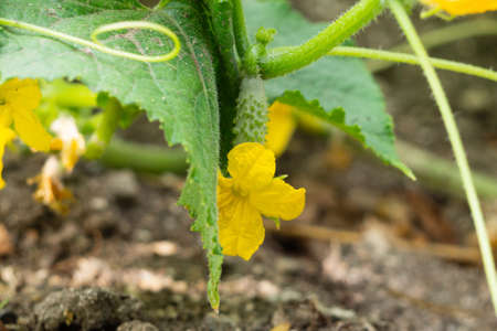 Close-up view of flowering cucumbers. The concept of healthy eating. A small cucumber fruit with an inflorescence hangs on a stem with leaves on the bedの写真素材