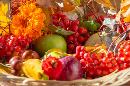 Autumn still life of fruits and berries, selective focus in the background. autumn fruit background. Natural Organic unprocessed fruits. Autumn Thanksgiving seasonal fruits. harvest festivalの写真素材