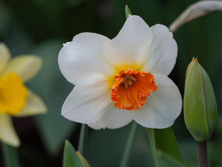 Spring flower Narcissus in the garden close-up. Close-up of a narcissus flower with white petals and a yellow-orange centerの写真素材