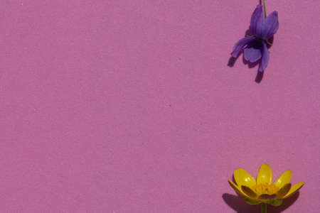 Pink background with textured natural yellow and purple flowers, flatlay, top view. Blue and yellow flowers on a pink surfaceの写真素材