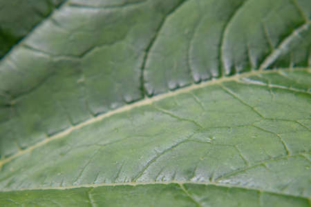 Macro photo of a green leaf with a shallow depth of field. Abstract natural green plant leaf backgroundの写真素材