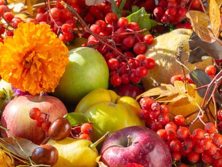 Freshly harvested autumn harvest of organic fruits and berries. Close-up of healthy autumn goodies: ripe apples, pears, quince, rowan. Autumn still life with organic fruits and berriesの写真素材