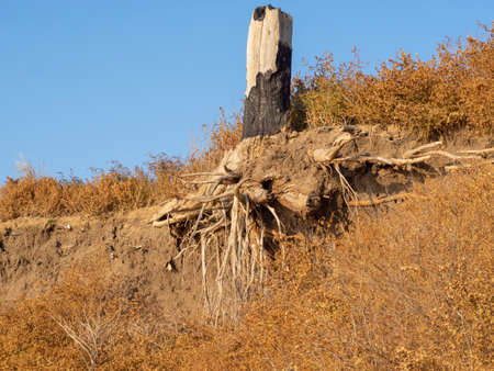 The trunk of a dead tree with open roots on a clay cliff against the sky. A burnt dry stump sticks out of the bank cliff in the yellow grassの写真素材