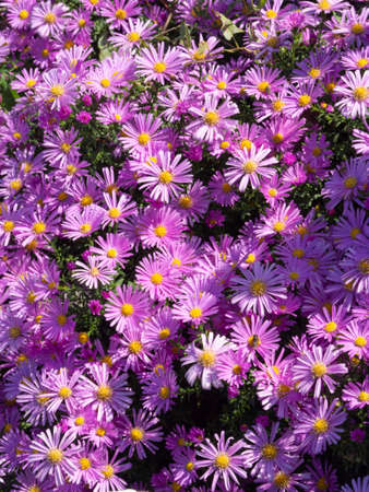 Aster alpinus. Beautiful flower abstract background of nature. Astra perennial. Astra Alpine. summer landscape. Floricultureの写真素材
