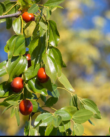 Ripe unabi fruits among the green foliage on a tree branch. Fruits of jujube. Ziziphus jujuba. Ripe juicy jujube berries among green foliageの写真素材