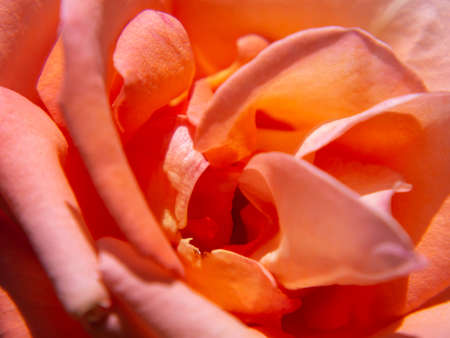 Natural textured background of red rose petals. Macro of a light red rose flower. abstract backgrounds and drawings showing patterns and lines in natureの写真素材