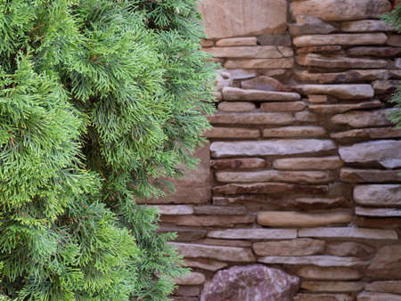 Green branches of thuja, close-up, against the background of a brown stone wallの写真素材