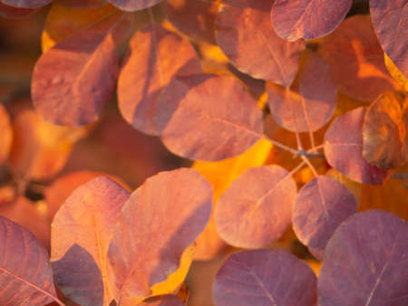 Red and Orange Autumn Leaves Background, Golden autumn in warm colors. autumn leaves backgroundの写真素材