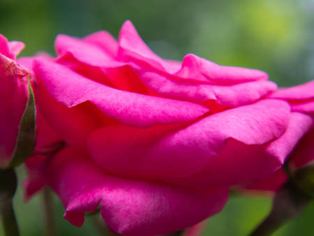 Pink-purple rose flower close-up on a background of greenery. Macro photo of petals of a blooming rose of amethyst color in the gardenの写真素材