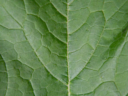 green leaf surface background. Close up fresh green leaf vein texture nature backgroundの写真素材
