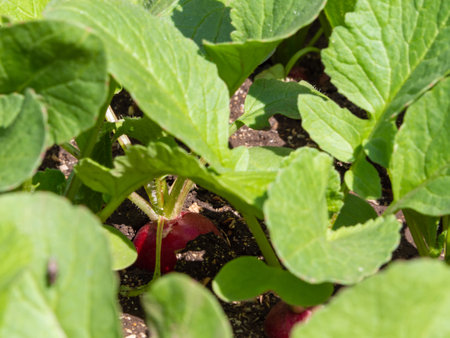 Close-up of red radish in the ground through the foliage, shallow depth of field. organic radish grows in the groundの写真素材