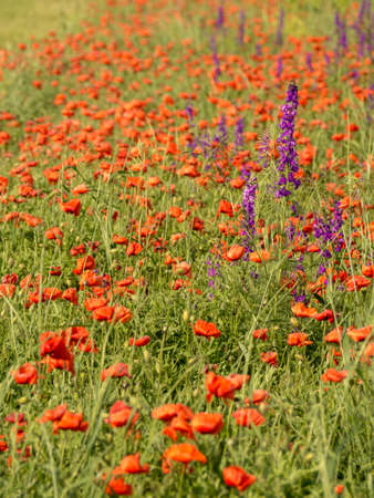 A summer meadow with red poppies and purple lupines. Colorful blooming summer meadow with red poppy flowers, spring backgroundの写真素材