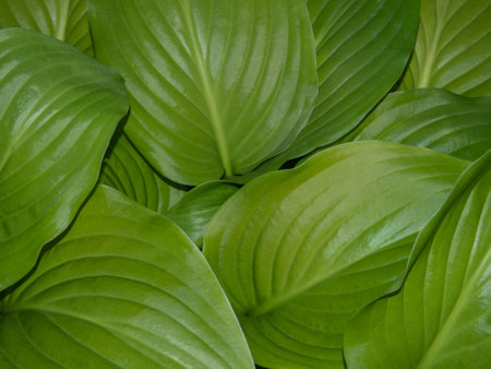 A close-up pattern of green plant leaves for a natural background. Abstract texture of green leaves, natural backgroundの写真素材